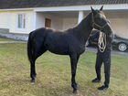 Кабардинская лошадь