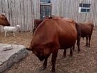 Коровы, быки объявление продам