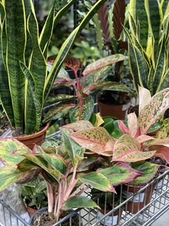 Домашние растения