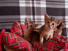 Аббисинские котята объявление продам