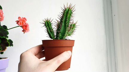 Эуфорбия энопла