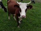 Корова нетели быки телку абердин голоштин герефорд объявление продам