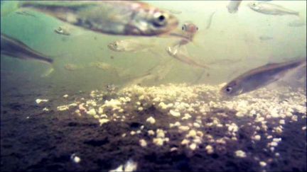 Камера подводная для рыбалки