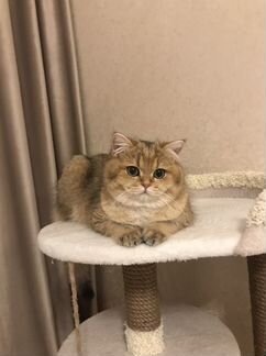 Британская золотая шиншилла кот приглашает на вязк