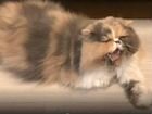 Персидская чистокровная кошка объявление продам