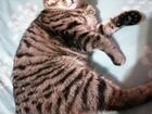 Чистопородный котенок бобтейла короткошерстного