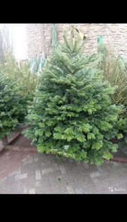 Живые елки всех размеров