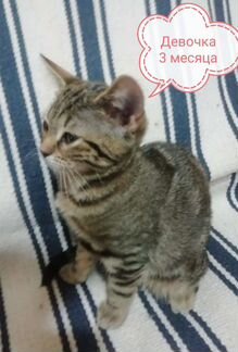 Кошка британская девочка 3 месяца