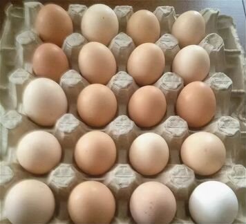 Яйцо инкубационное и цыплята