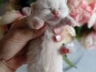 Котик котенок Турецкая ангора объявление продам