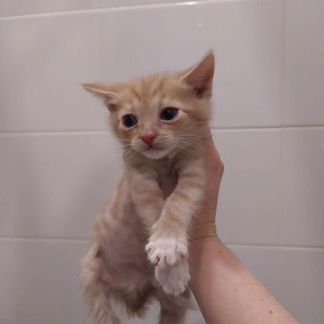 Арахис 1.5 месяца