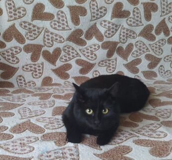 Чудесный малыш Честер ждёт любящую семью