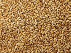 Зерно (пшеница колхоза)