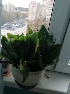 Сансевиерия ханни