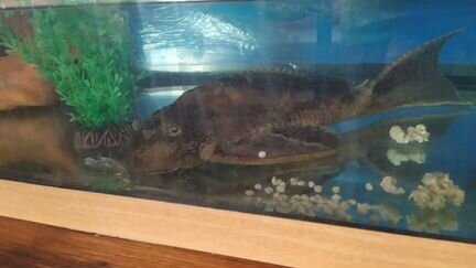 Аквариум с сомом