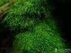 Яванский мох, креветки объявление продам