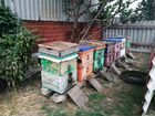 Продам пчелосемьи с ульями объявление продам