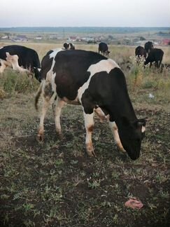 Коровы - фотография № 3