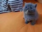 Экзотическая кошка объявление продам