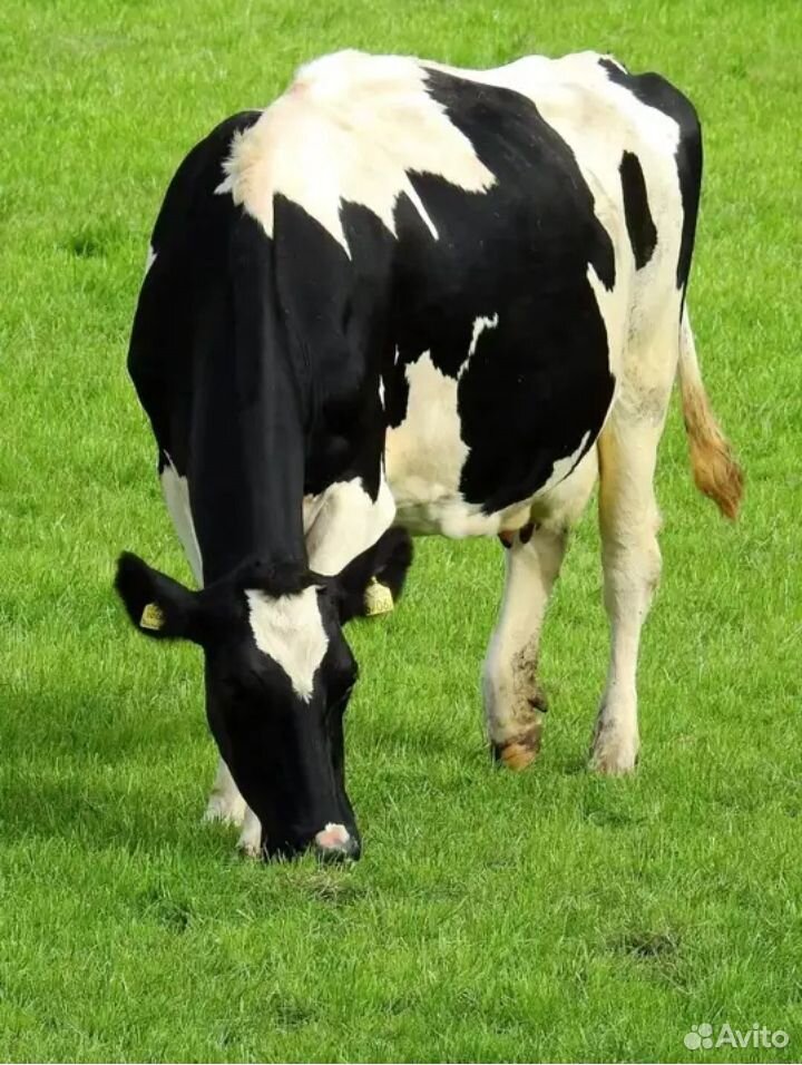 Корова