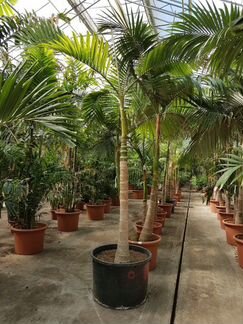Пальма Хамбейрония Макрокарпа Н- 500 см