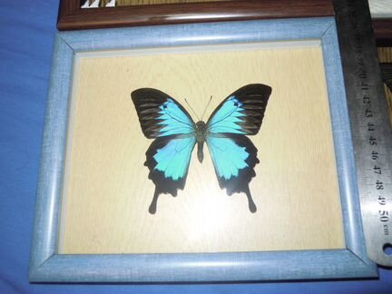 Бабочка в рамке Papilio Ulysses