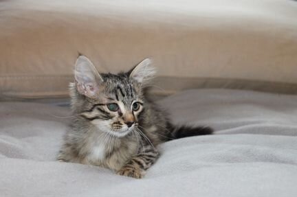 Котенок Пуговка в добрые руки