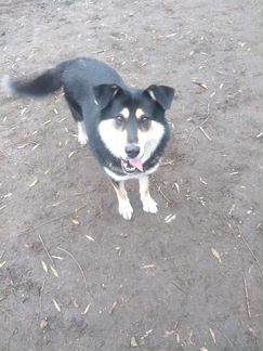 Собачья шерсть