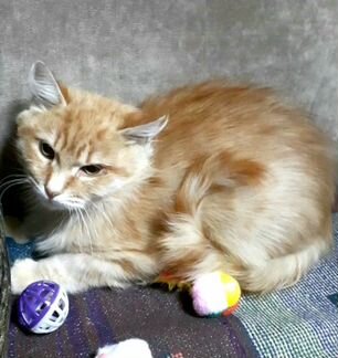 Котенок мальчик 5 месяцев