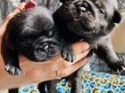 Мопс щенки красивые милашки объявление продам