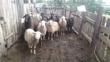 Овцы бараны ягнята оптом - фотография № 3