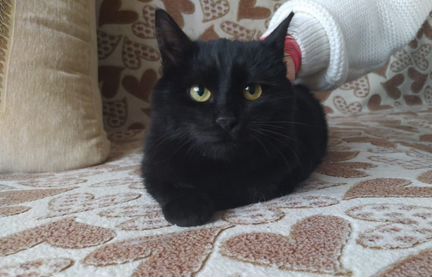 Чудесный малыш Честер ждёт любящую семью