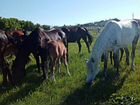 Продажа лошадей орловской рысистой породы объявление продам