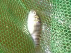 Тиляпия Нильская (Oreochromis niloticus)