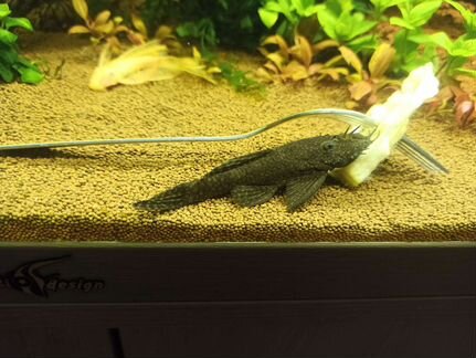 Анциструс обмен/продажа