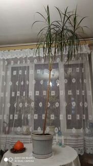 Драцена, высота 2м