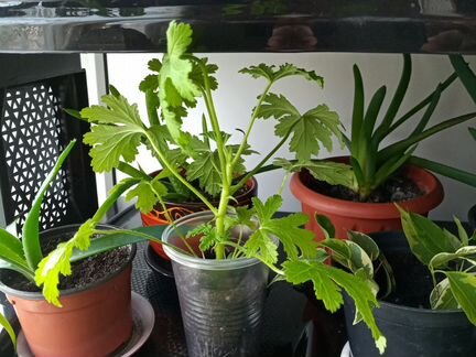 Герань душистая лимонная