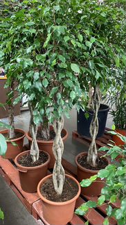 Фикус Экзотик H-150см