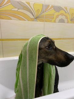 Тимур ищет дом