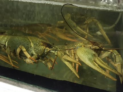 Живые раки оптом и розничная