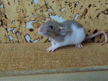 Крысы, крысята - дамбо, стандарт. клетки. гамак