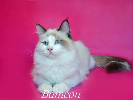 Невский маскарадный подрощенный котёнок Ватсон