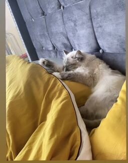 Невская маскарадная кошка