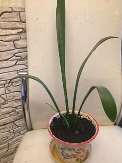 «Тёщин язык», сенсиверия