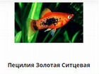 Аквариумные рыбки Пецилии и Гуппии в ассортименте объявление продам
