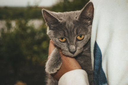 Британская Кошка