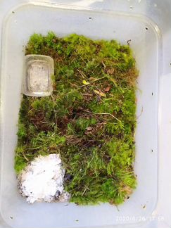 Готовый контейнер для улиток Редактировать