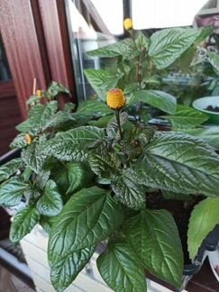 Спилантес Огородный. Семена