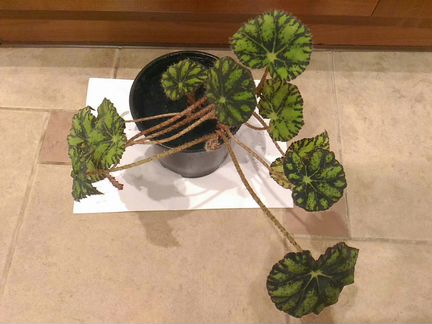 Бегония тигровая горшке