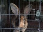 Кролики породы рекс объявление продам